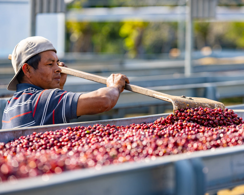 LA ESME - HACIENDA ESMERALDA - 100GR