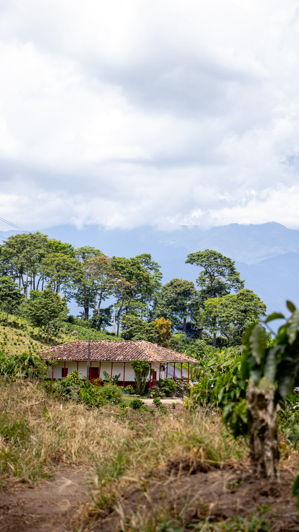 FUNKY LIBERATUM - LYCHEE