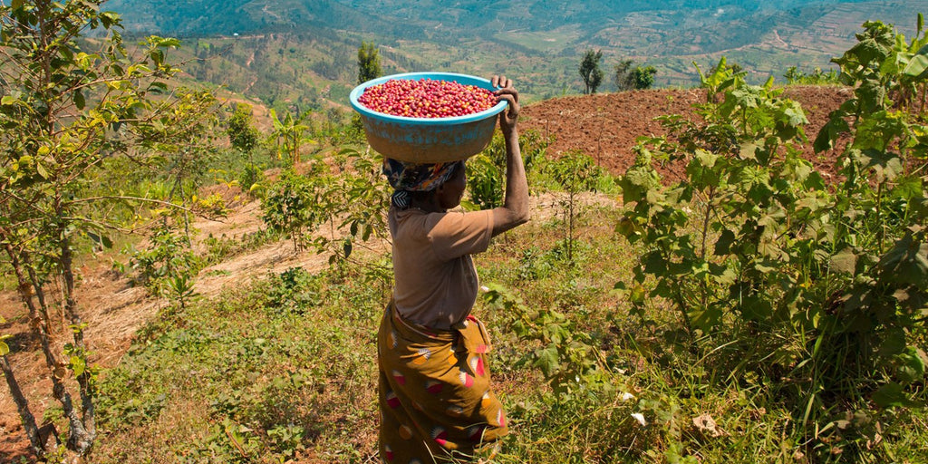 RWAMATAMU PEABERRY