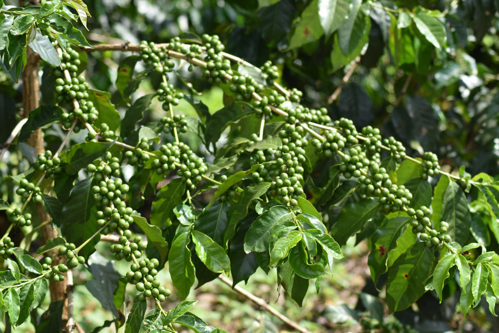 Cerezas de cafe madurando en Ngila Estate, Tanzania
