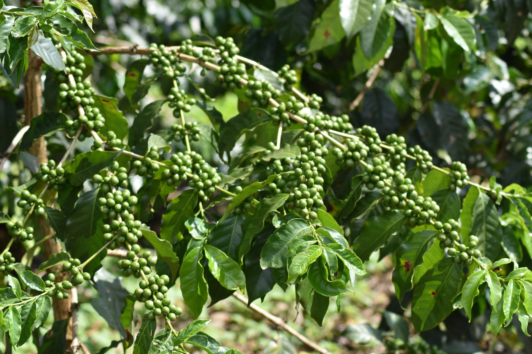Cerezas de cafe madurando en Ngila Estate, Tanzania
